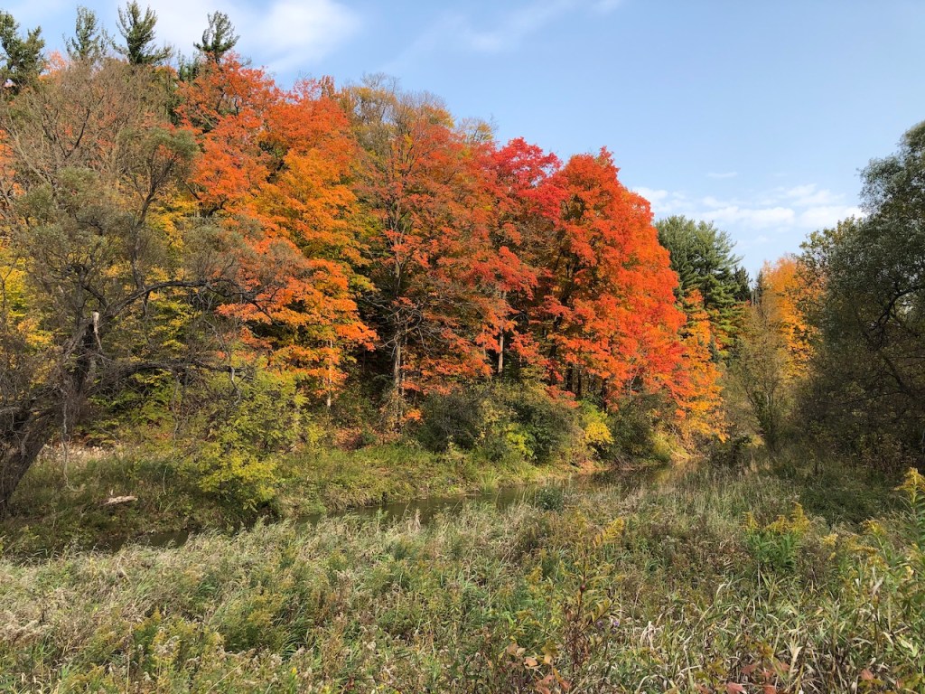 Hiking in Vaughan: William Granger&nbsp;Greenway